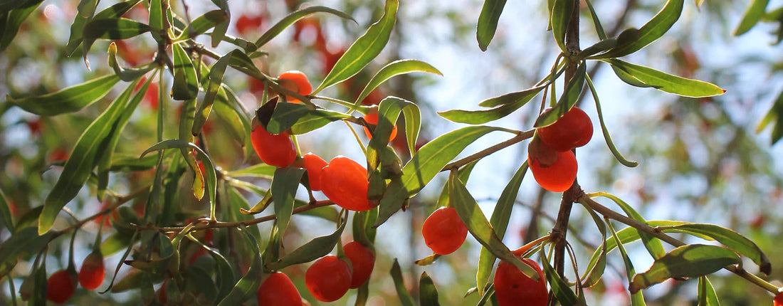 Ningxia Goji Berries