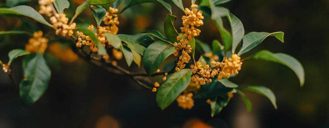 Guangxi Golden Osmanthus